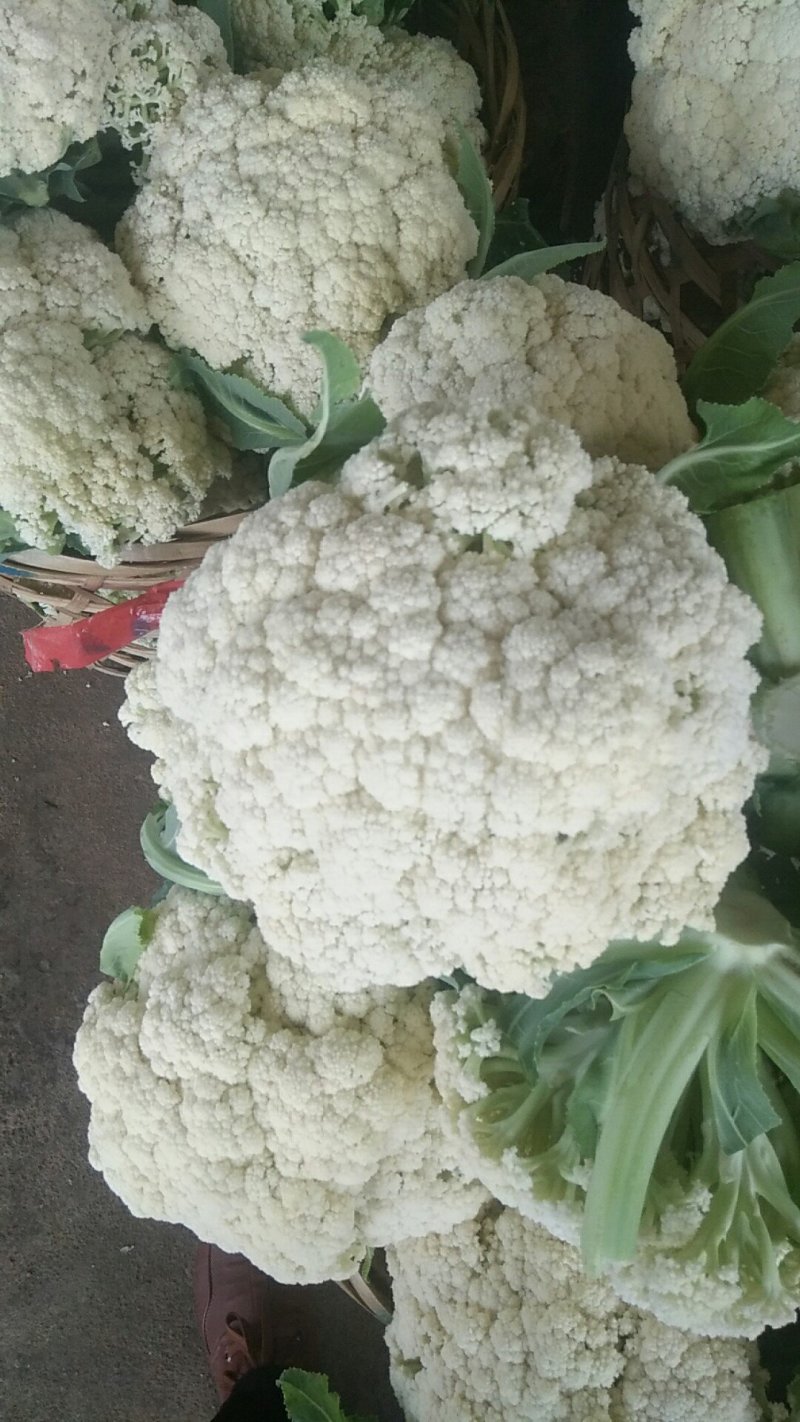 福建松花菜漳浦青梗菜花80天小米花大量上市提供冷库和包装