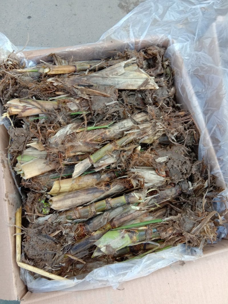 安徽省六安市大量供应浙大一号早熟双季茭白老墩苗，包运费
