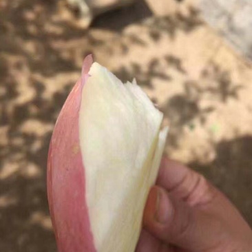 红富士苹果