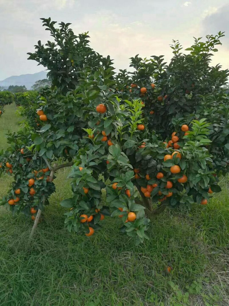 金秋沙糖桔