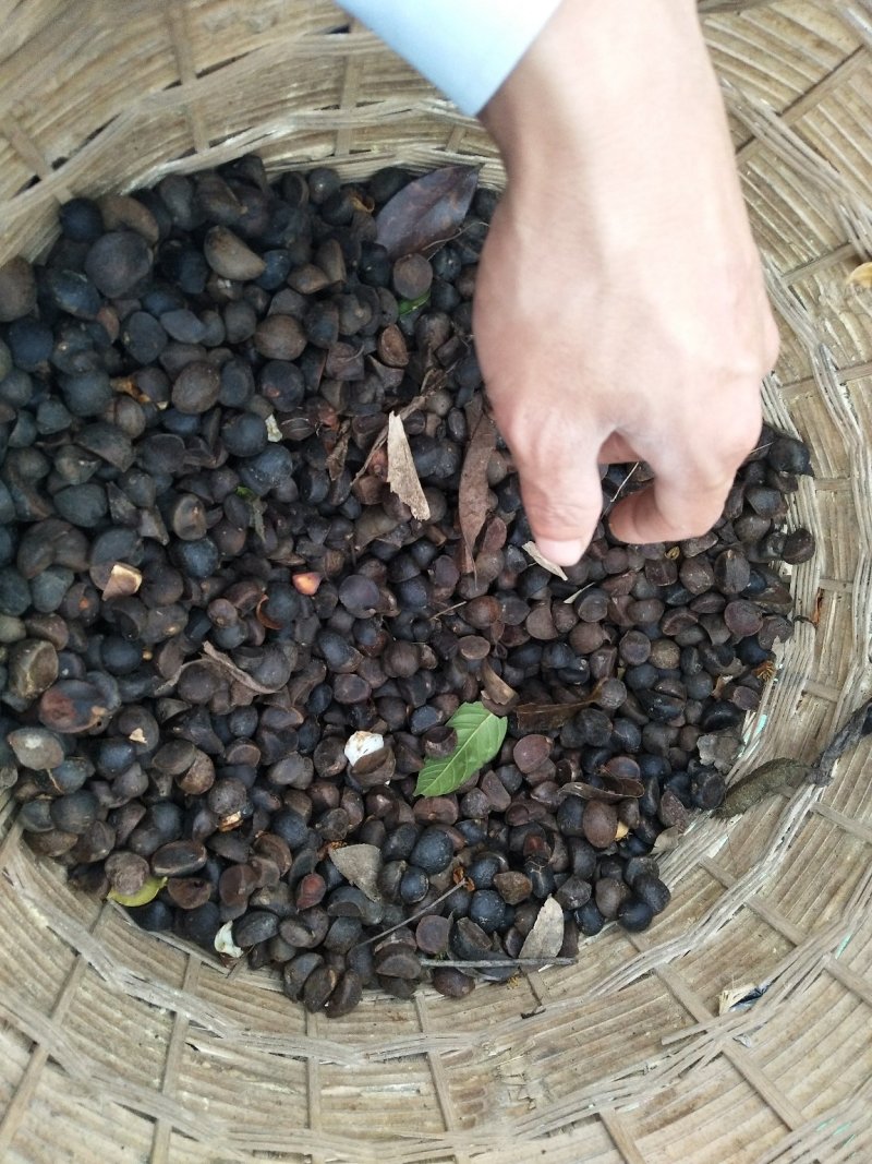 油茶籽