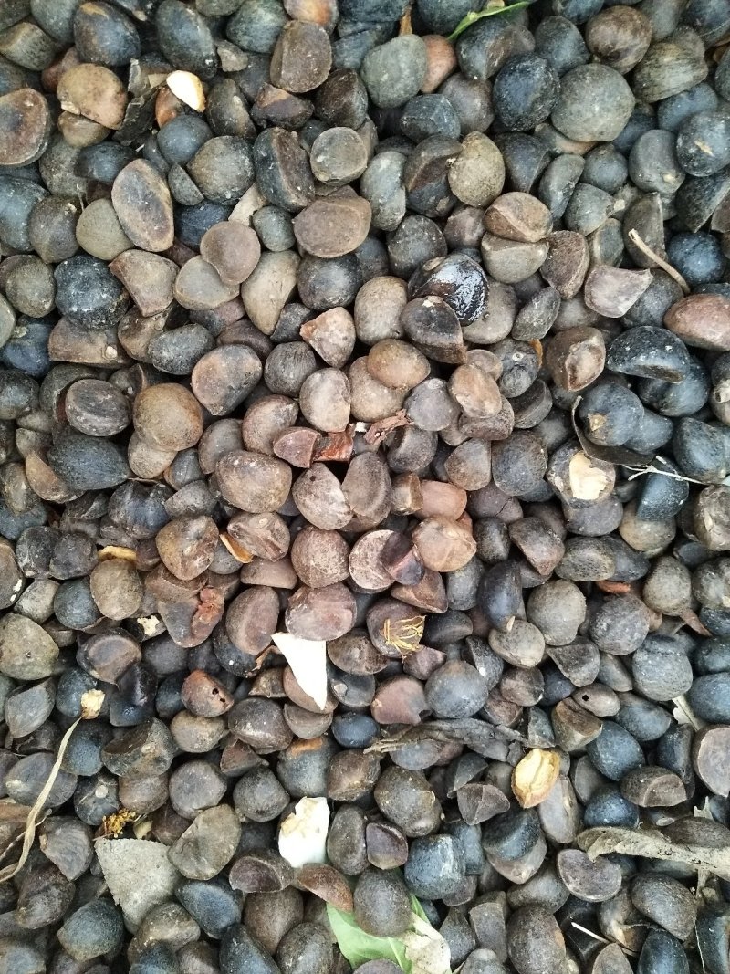 油茶籽