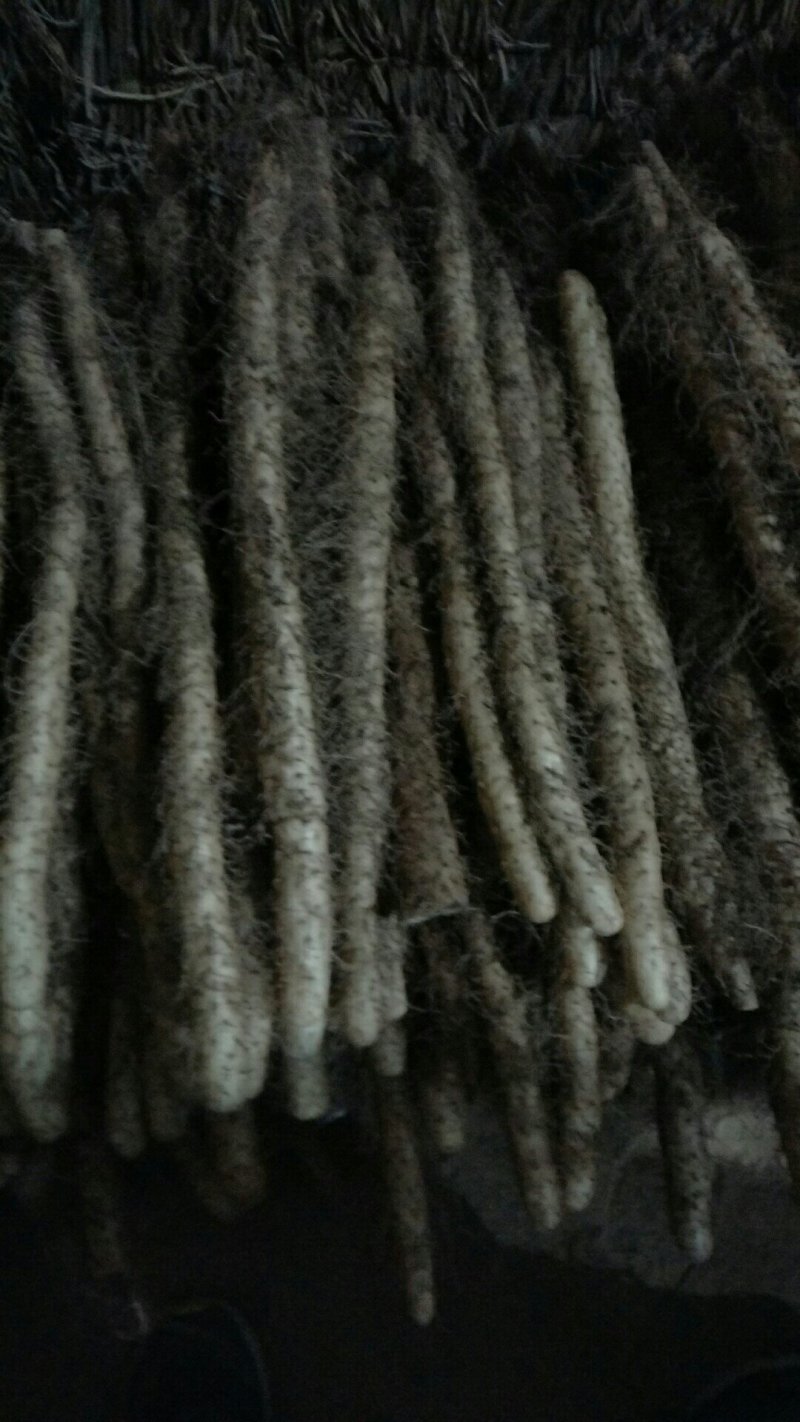 二户小山药，