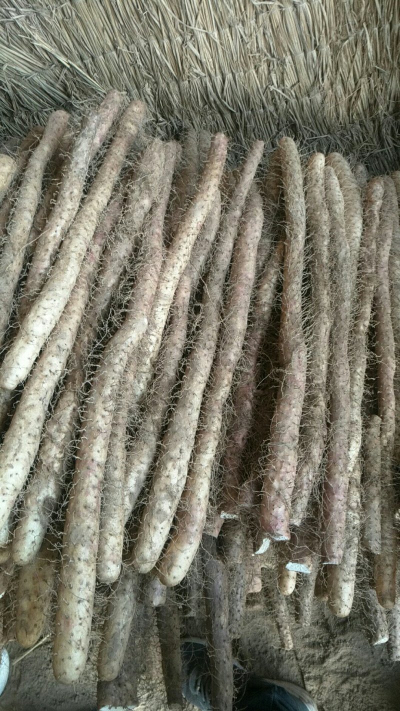 二户小山药，