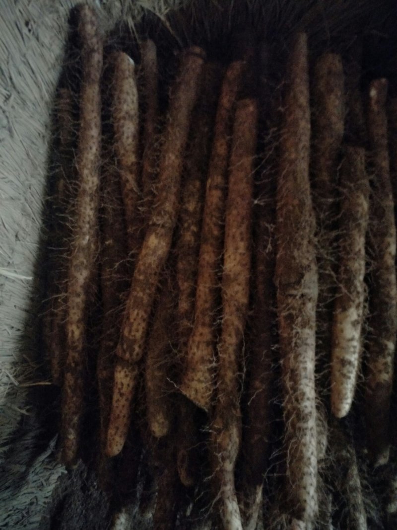 二户小山药，