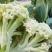 加工厂长腿散花，小米粒青梗无大根无叶长期现货