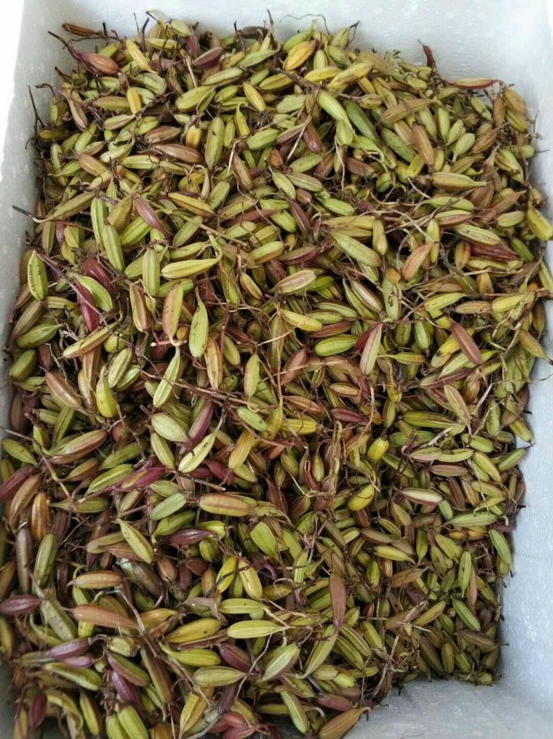 白芨种子。