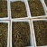 白芨种子。