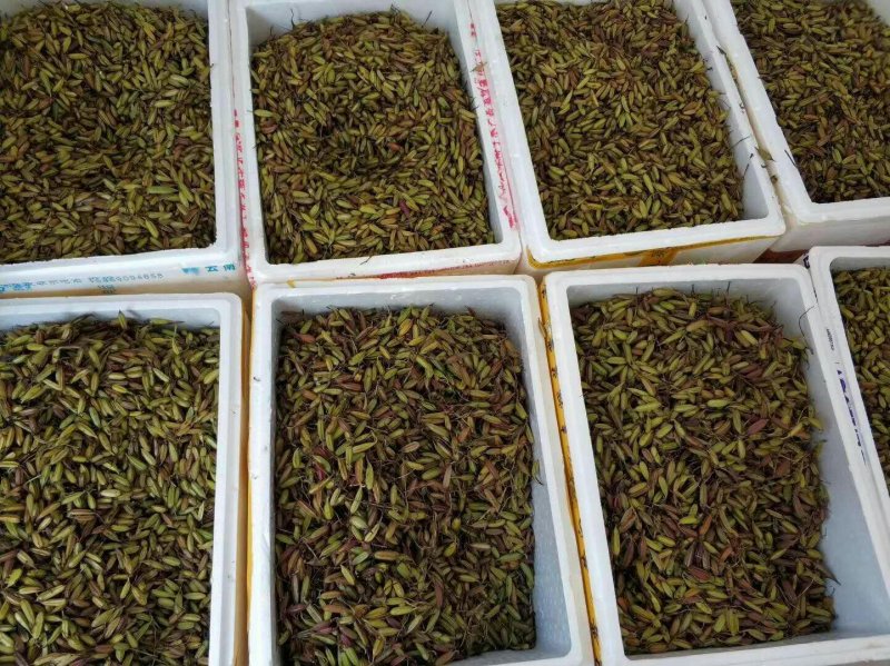 白芨种子。