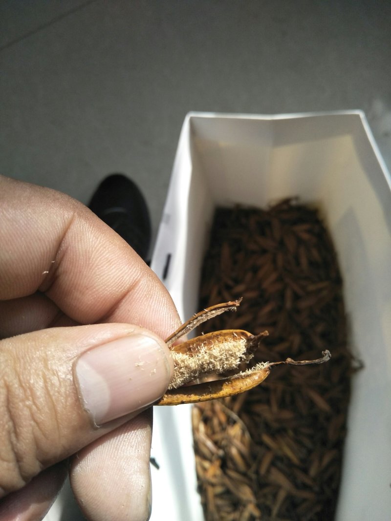白芨种子。