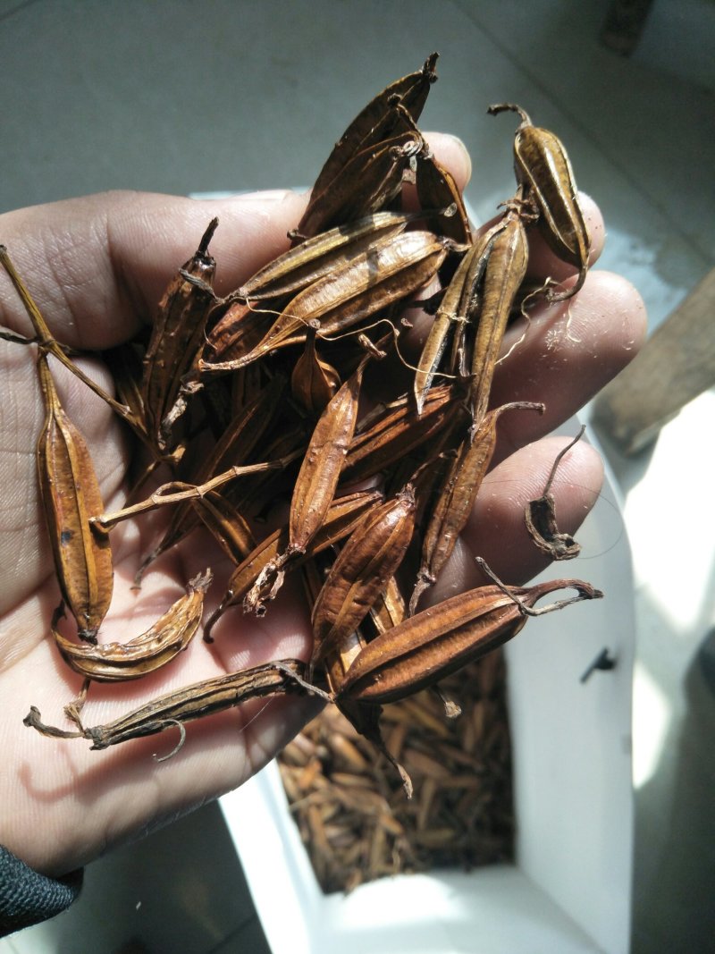 白芨种子。