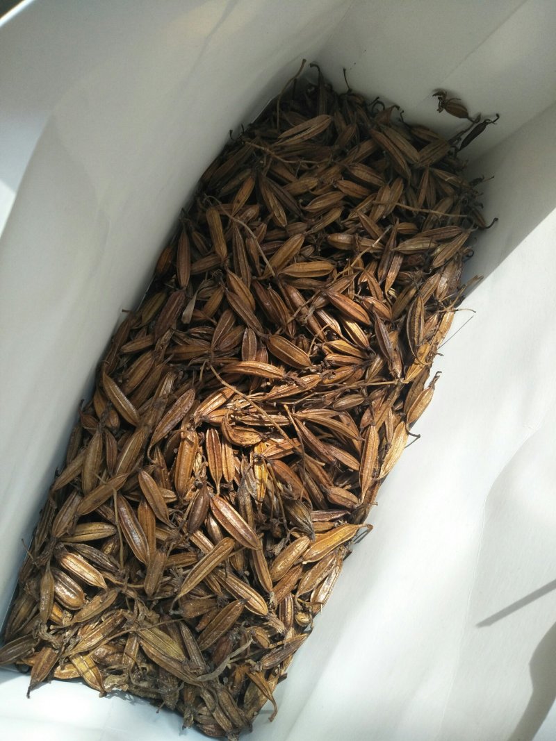 白芨种子。