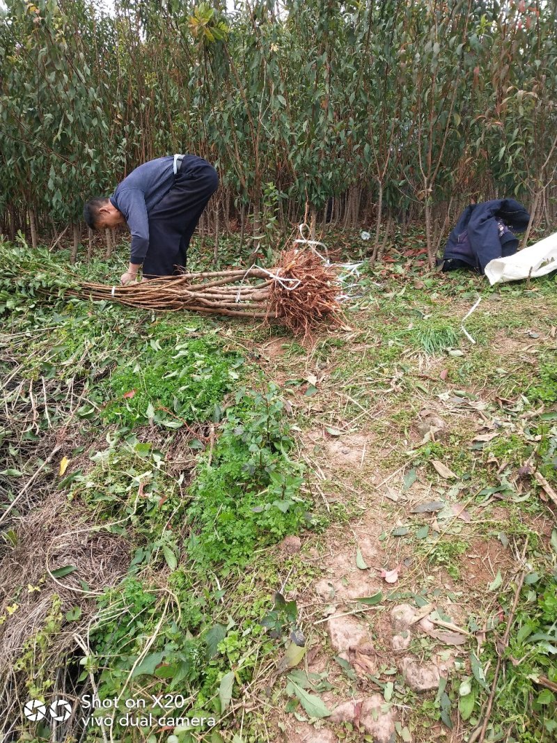 正中蜂糖李子苗技术支持