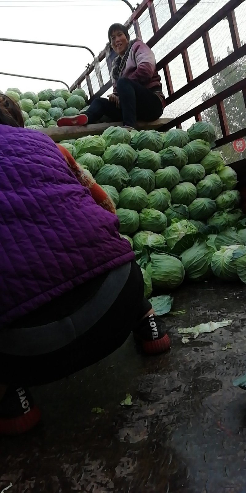 墨玉扁包菜产地直发长年供应货量充足，视频看货地头装车