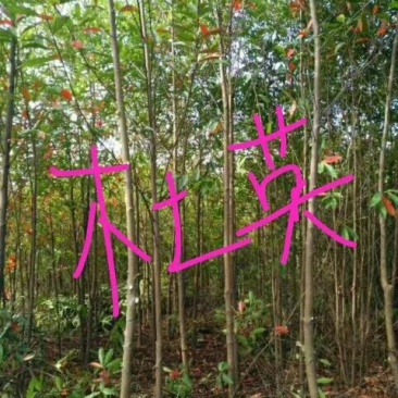 【牛商】江西精品杜英苗基地直供量大从优