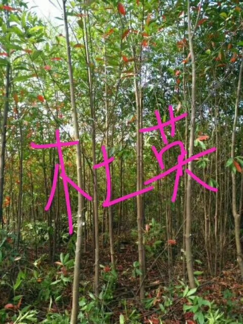 【牛商】江西精品杜英苗基地直供量大从优