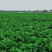 青岛平度马家沟牌有机菌种植空心芹菜