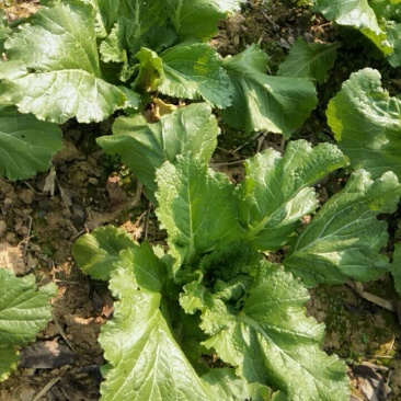儿菜基地直销