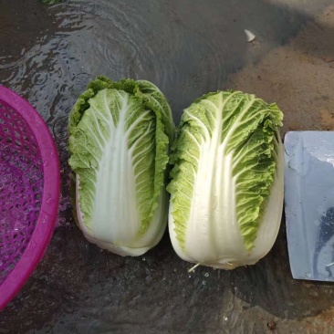 娃娃菜，产地直供，代发全国，诚信经营。精品娃娃菜。