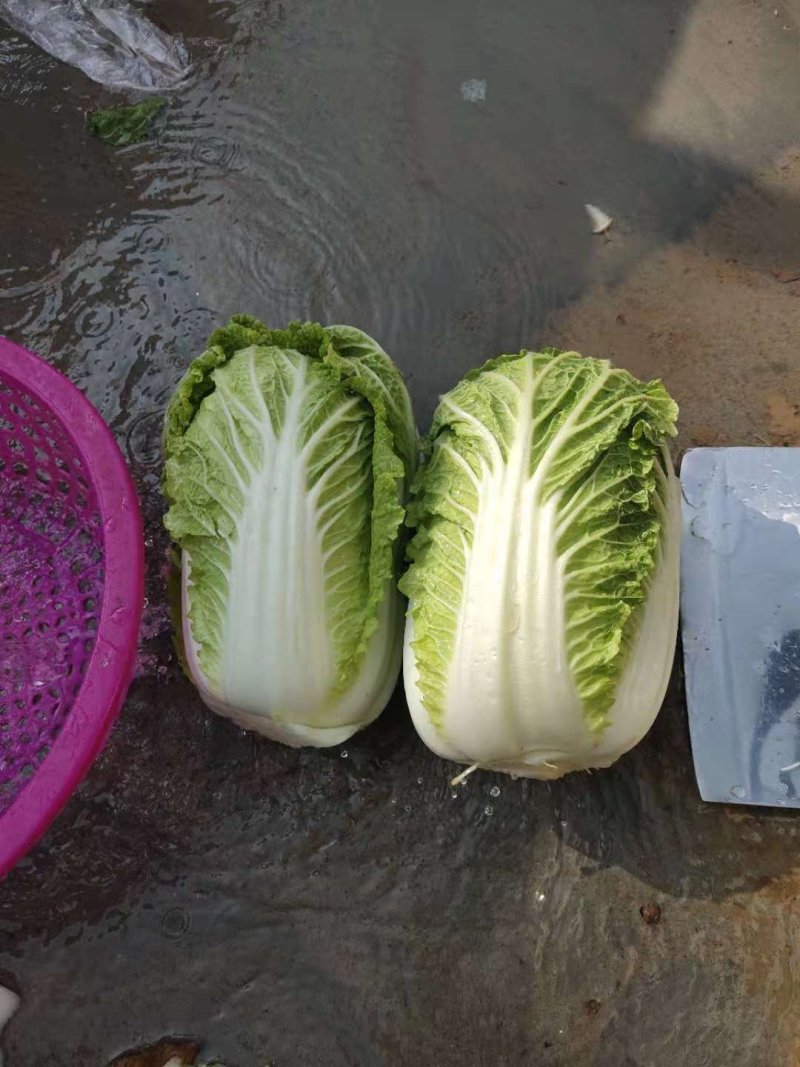 娃娃菜，产地直供，代发全国，诚信经营。精品娃娃菜。