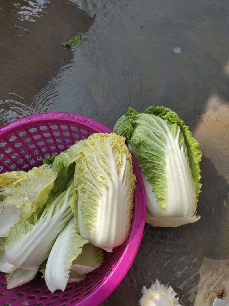 娃娃菜，产地直供，代发全国，诚信经营。精品娃娃菜。