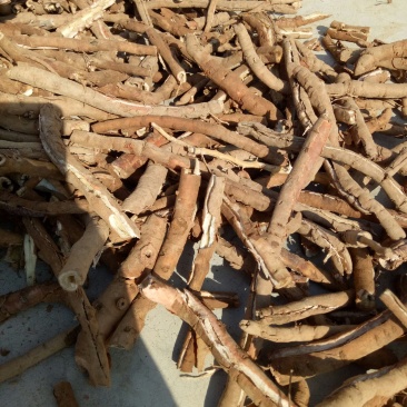 牡丹产地亳州市卫岗镇地产中药材自产自销的黑牡丹