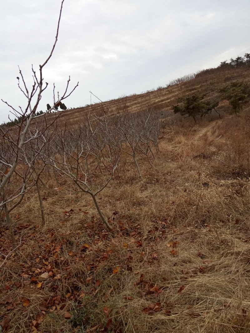 山楂树
