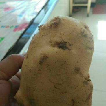 福瑞特