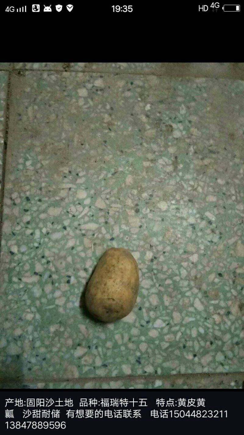 福瑞特