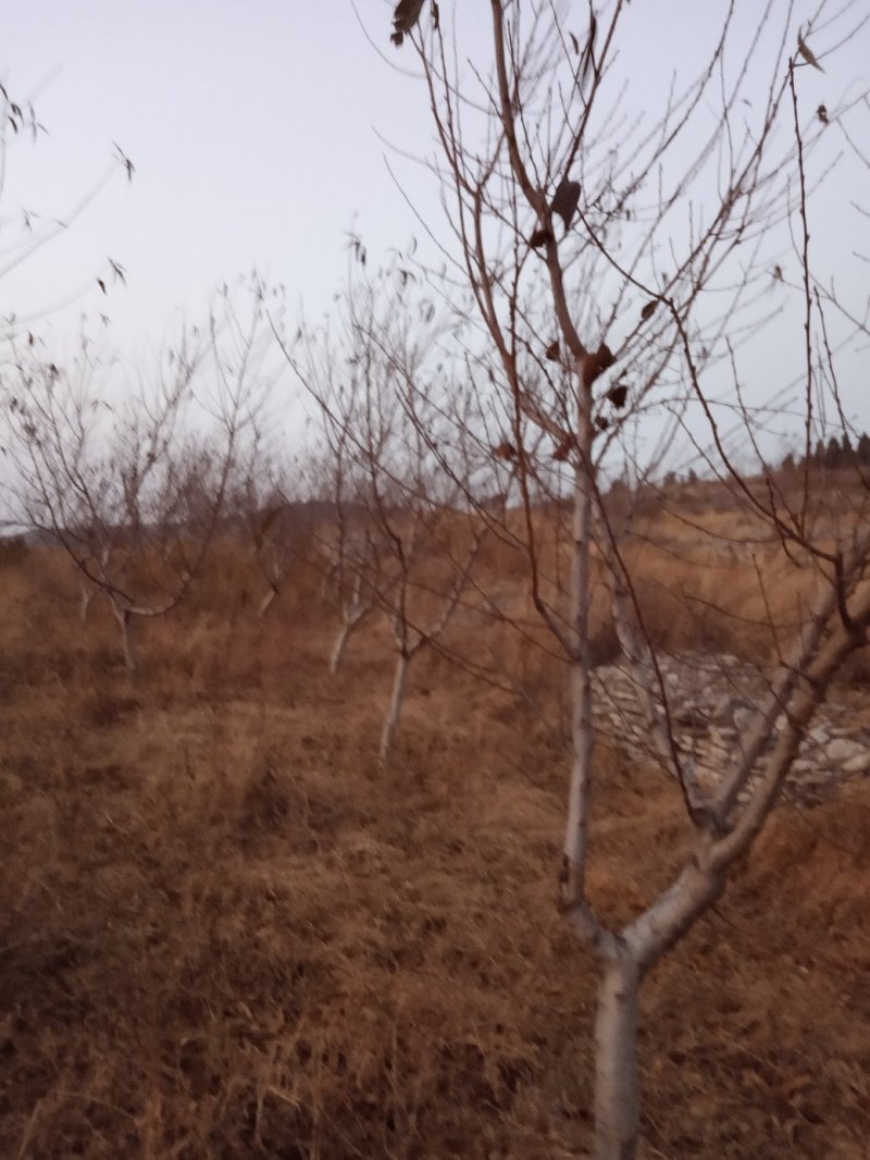 桃树