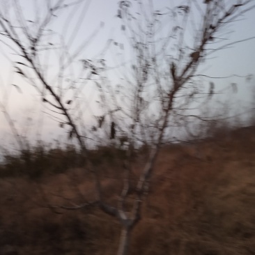 桃树
