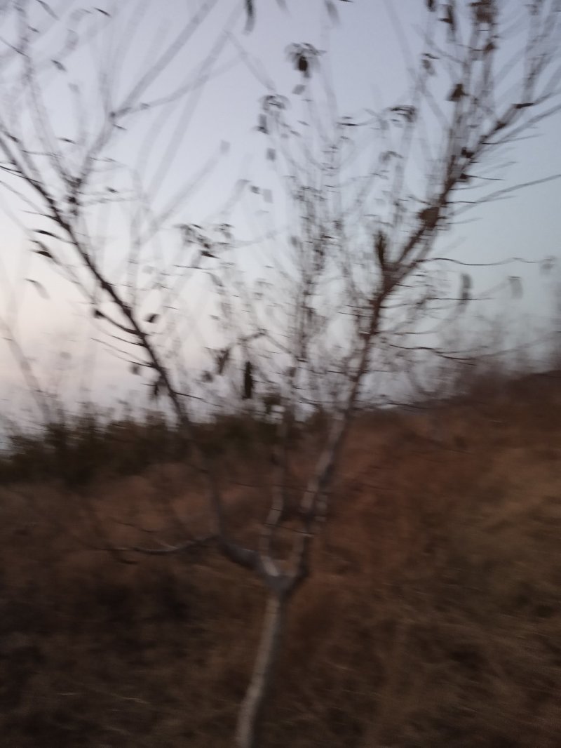 桃树