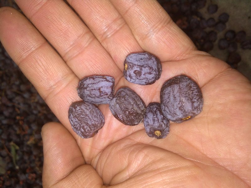 邯郸涉县太行山黑枣好吃有营养