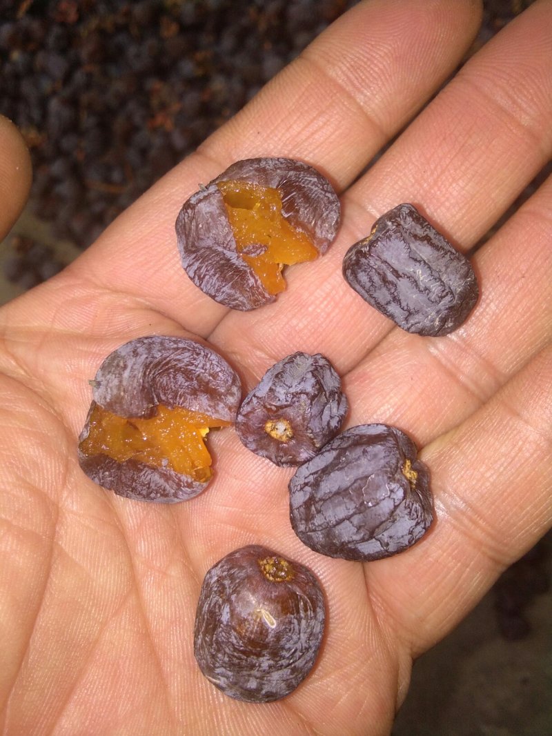 邯郸涉县太行山黑枣好吃有营养