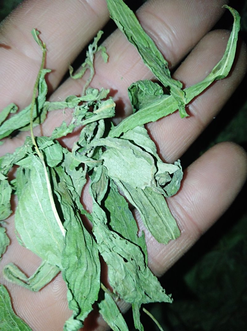 新货甜叶菊甜菊叶茶用精品令售各种外用药材