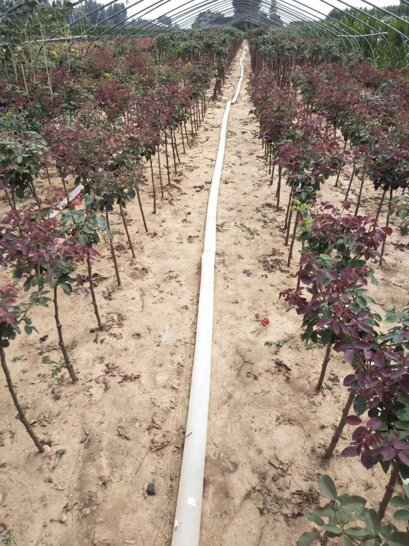 树桩月季自家种植管理1--6公分！价格合理！需要的老板联