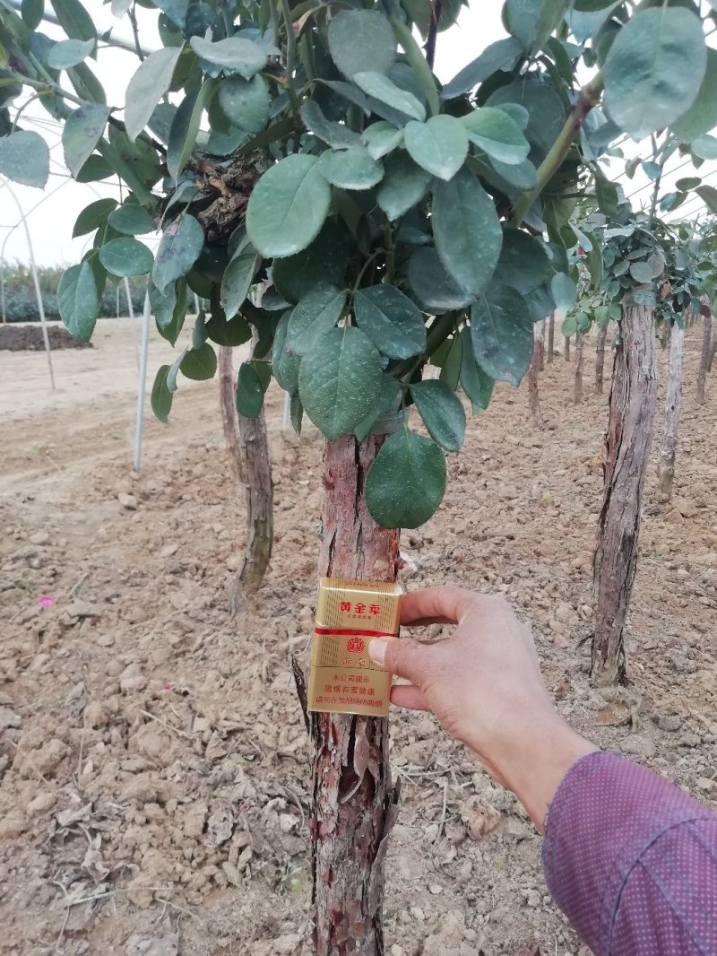 树桩月季自家种植管理1--6公分！价格合理！需要的老板联