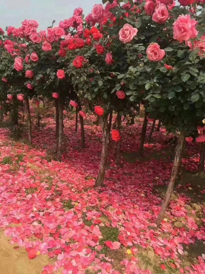 树桩月季自家种植管理1--6公分！价格合理！需要的老板联