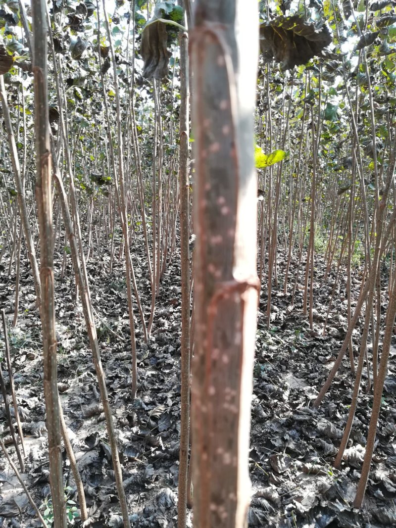 107杨树苗【速生白杨树苗】产地直销量大从优小叶杨树苗