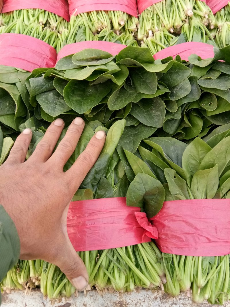 山东省菏泽市菠菜大量上市，精品菠菜2025厘米
