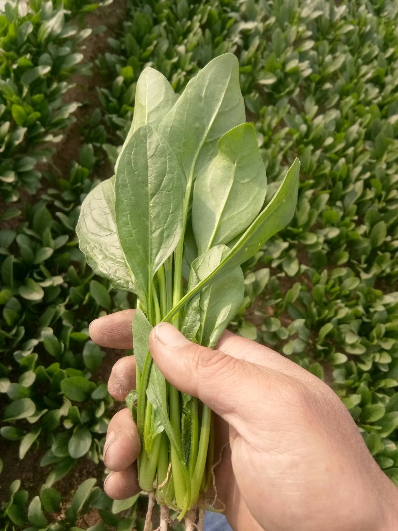 山东省菏泽市菠菜大量上市，精品菠菜2025厘米