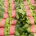 山东省菏泽市菠菜大量上市，精品菠菜2025厘米