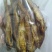潇水河鱼