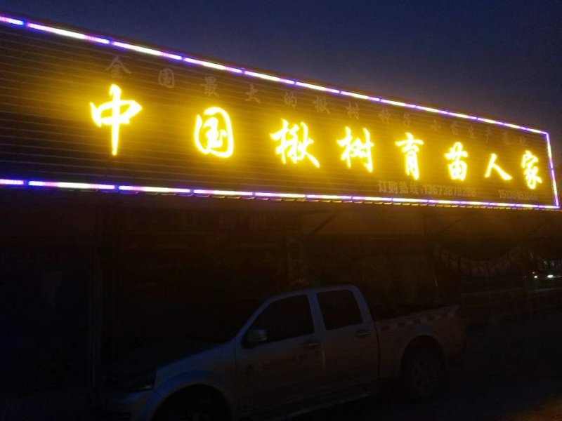 楸树小苗