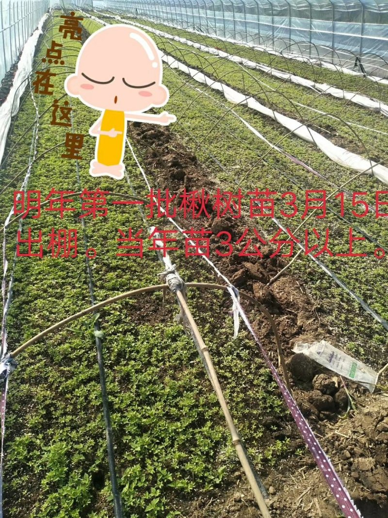 楸树小苗