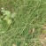 鼻杆草