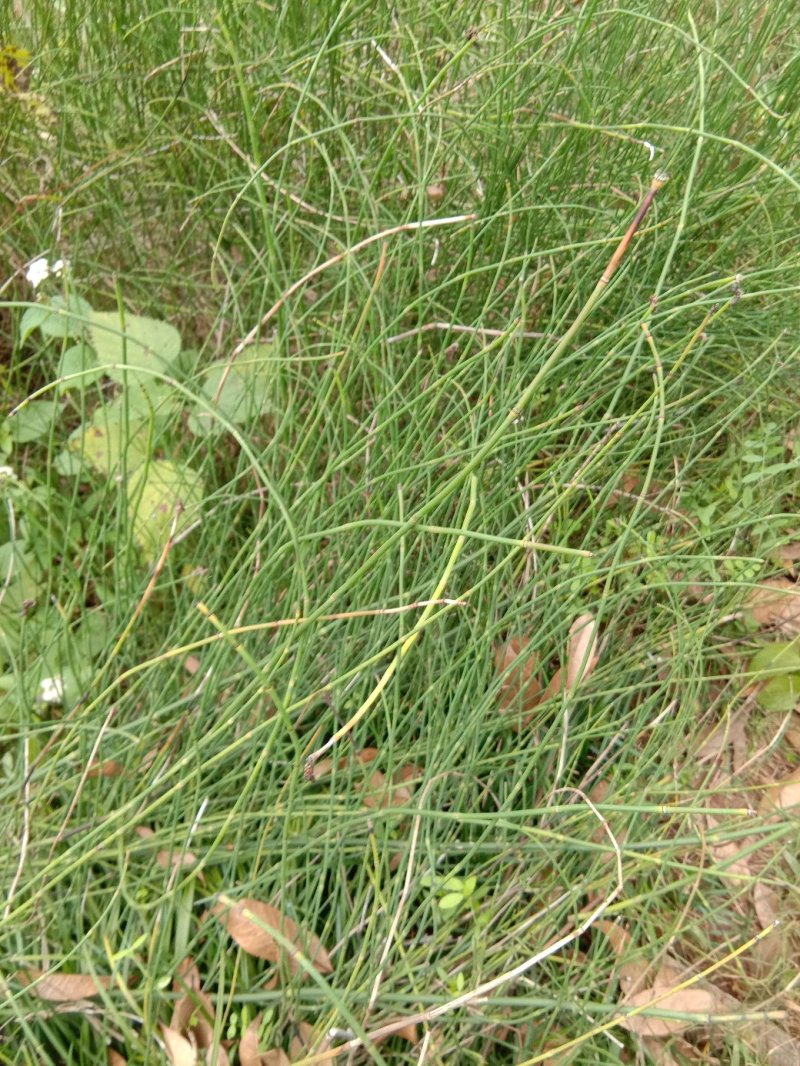 鼻杆草