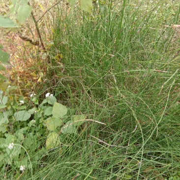 鼻杆草
