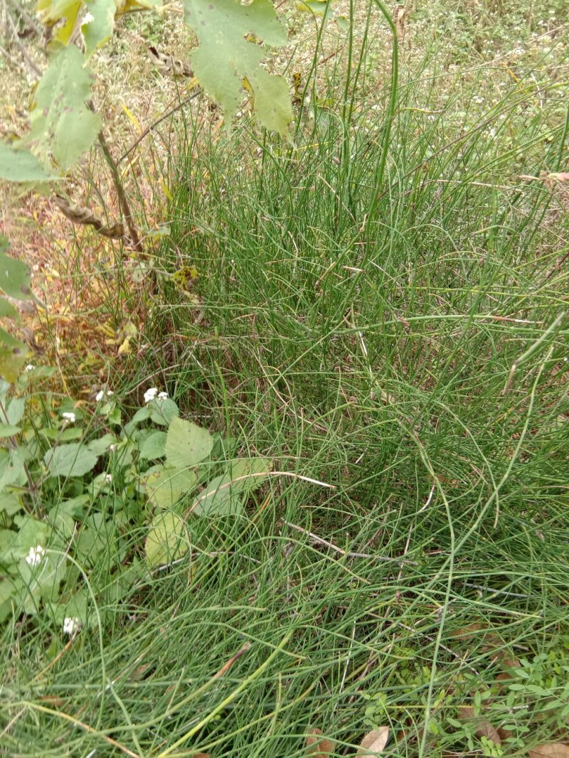 鼻杆草