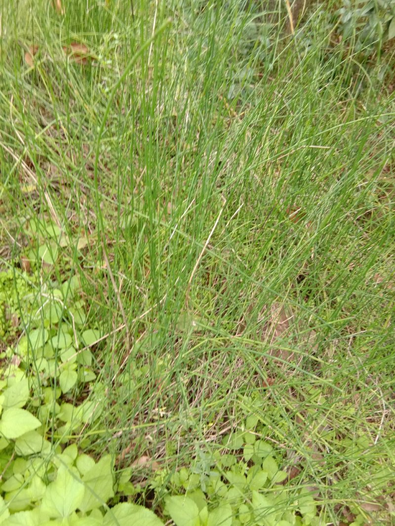 鼻杆草